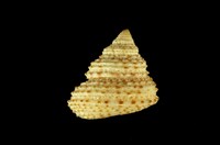 藏品(花雕鐘螺)的圖片